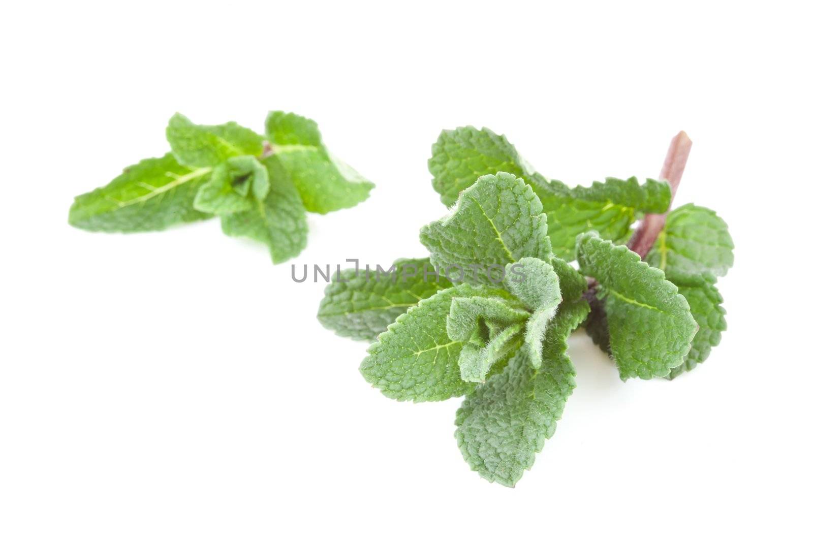 Twig of mint against white background