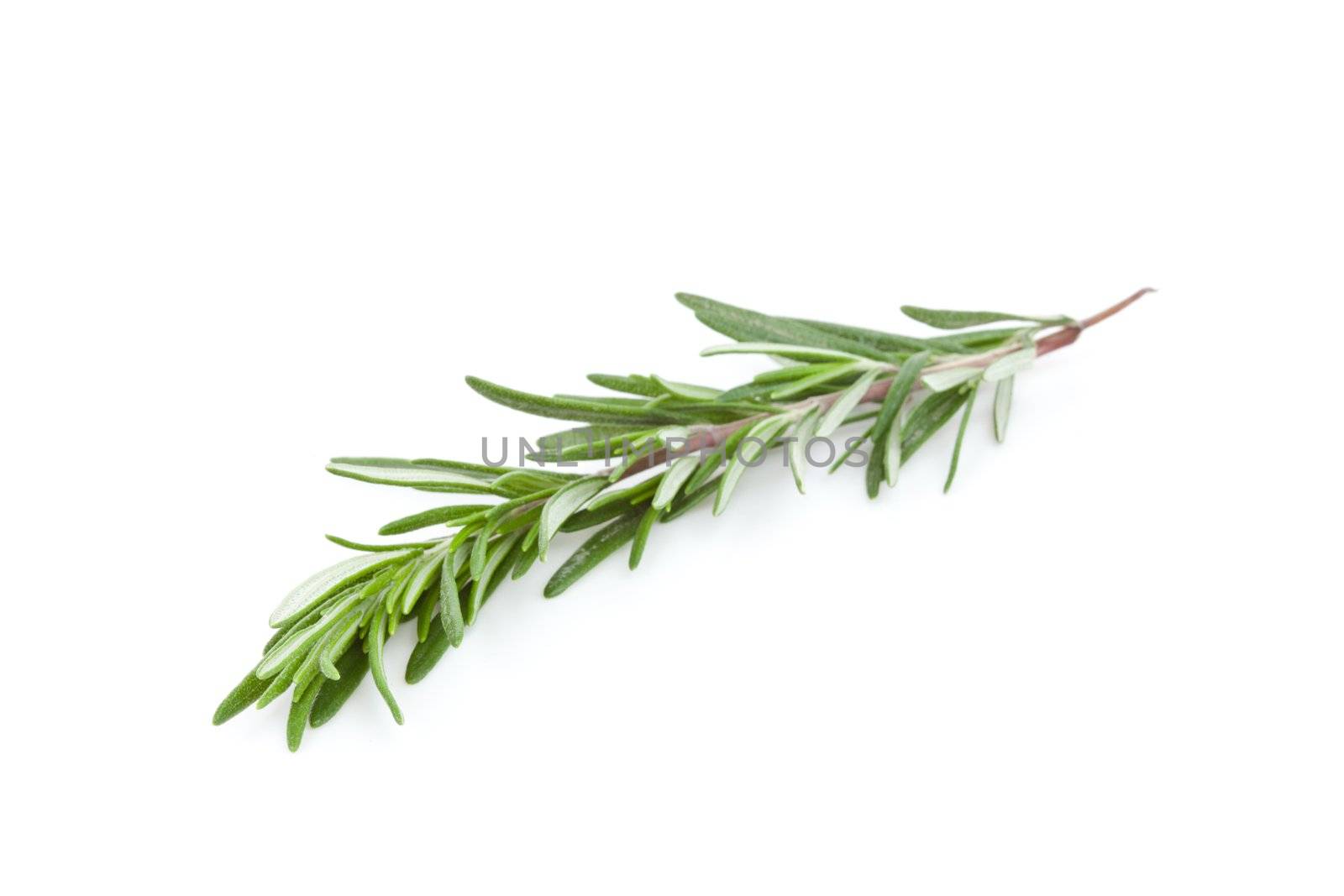 Rosemary branch against a white background