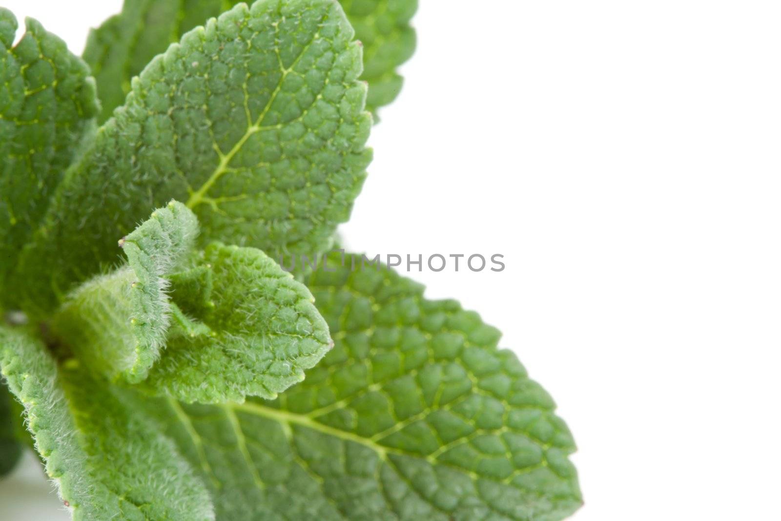 Extreme close up of mint against a white background