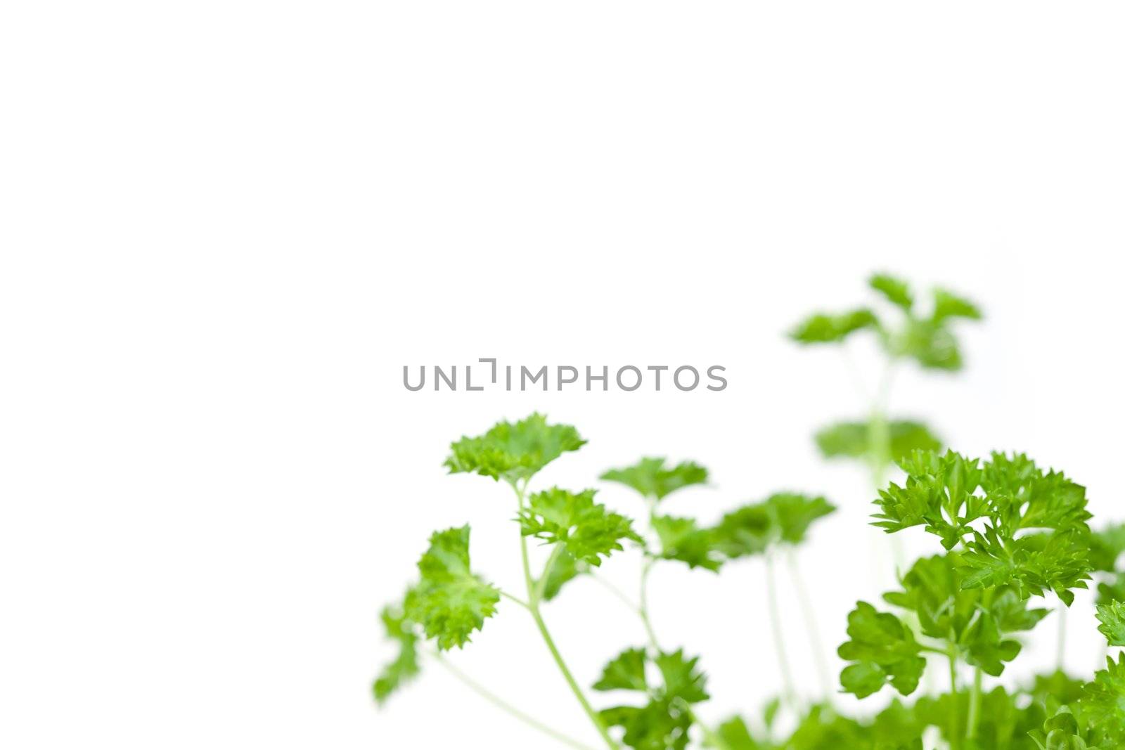 Many chervil springs against a white background