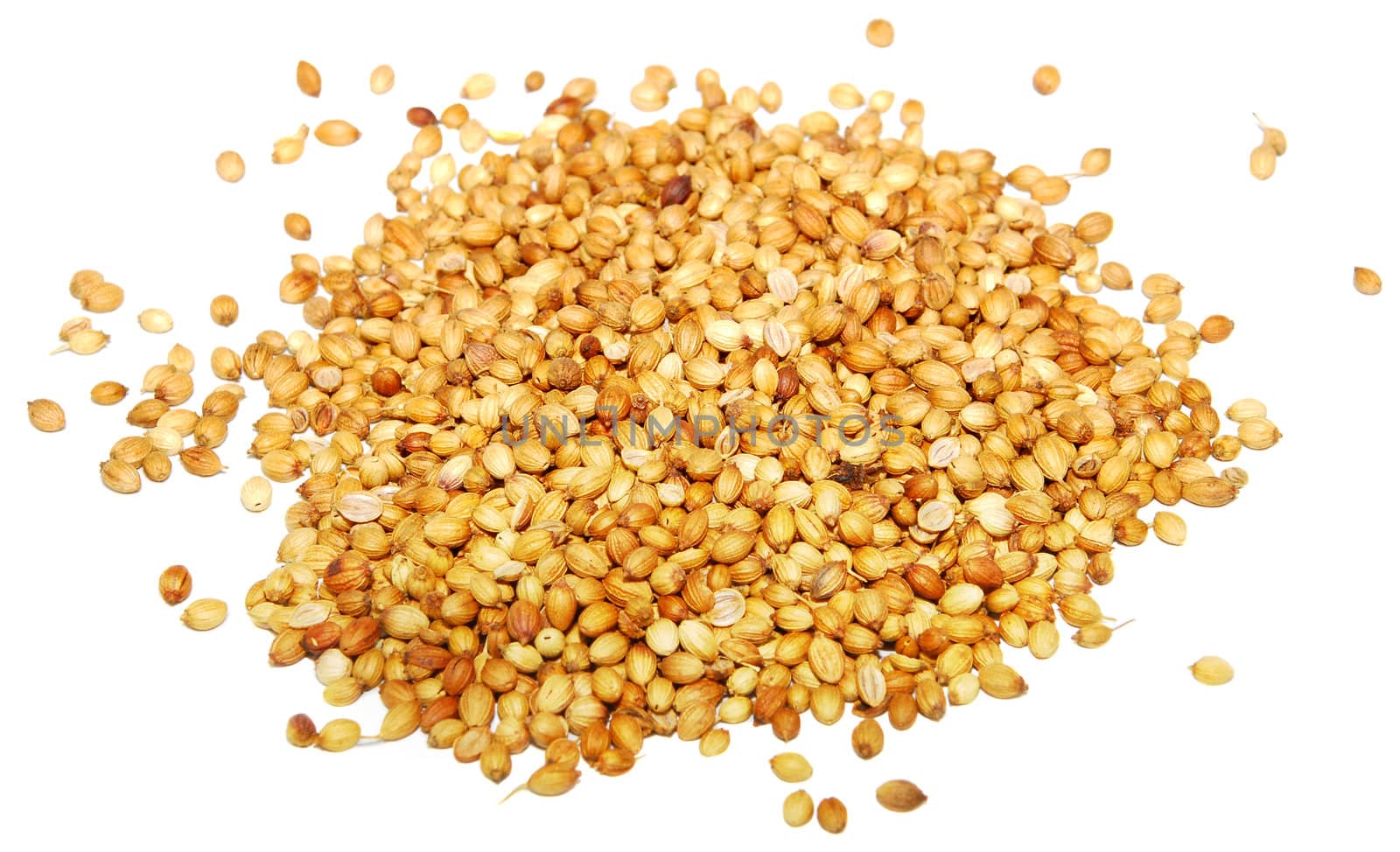 Whole coriander seeds, isolated on a white background