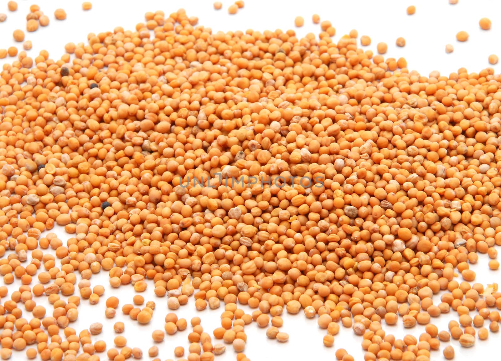 Whole mustard seeds, isolated on a white background