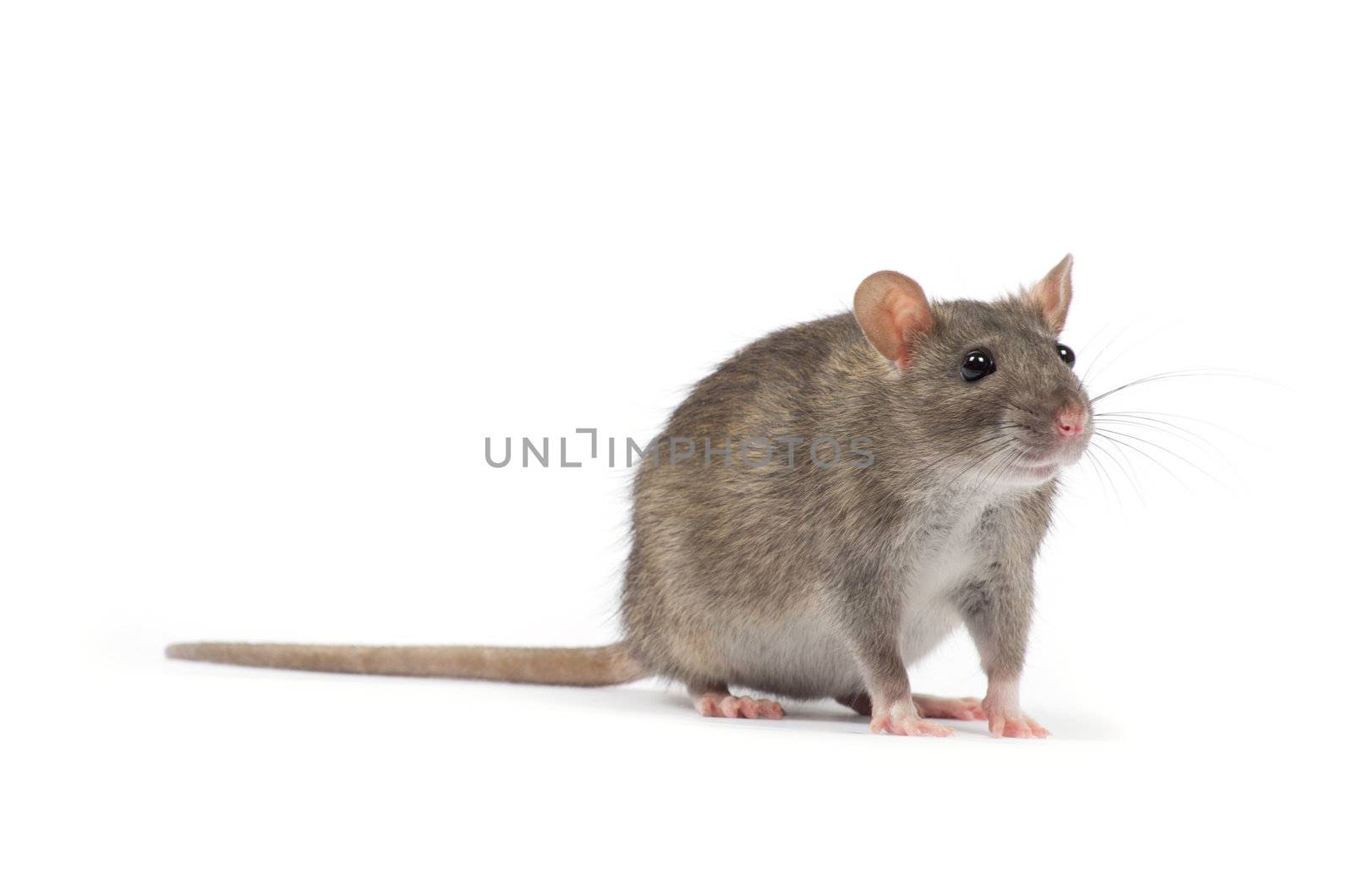 rat isolated on white background