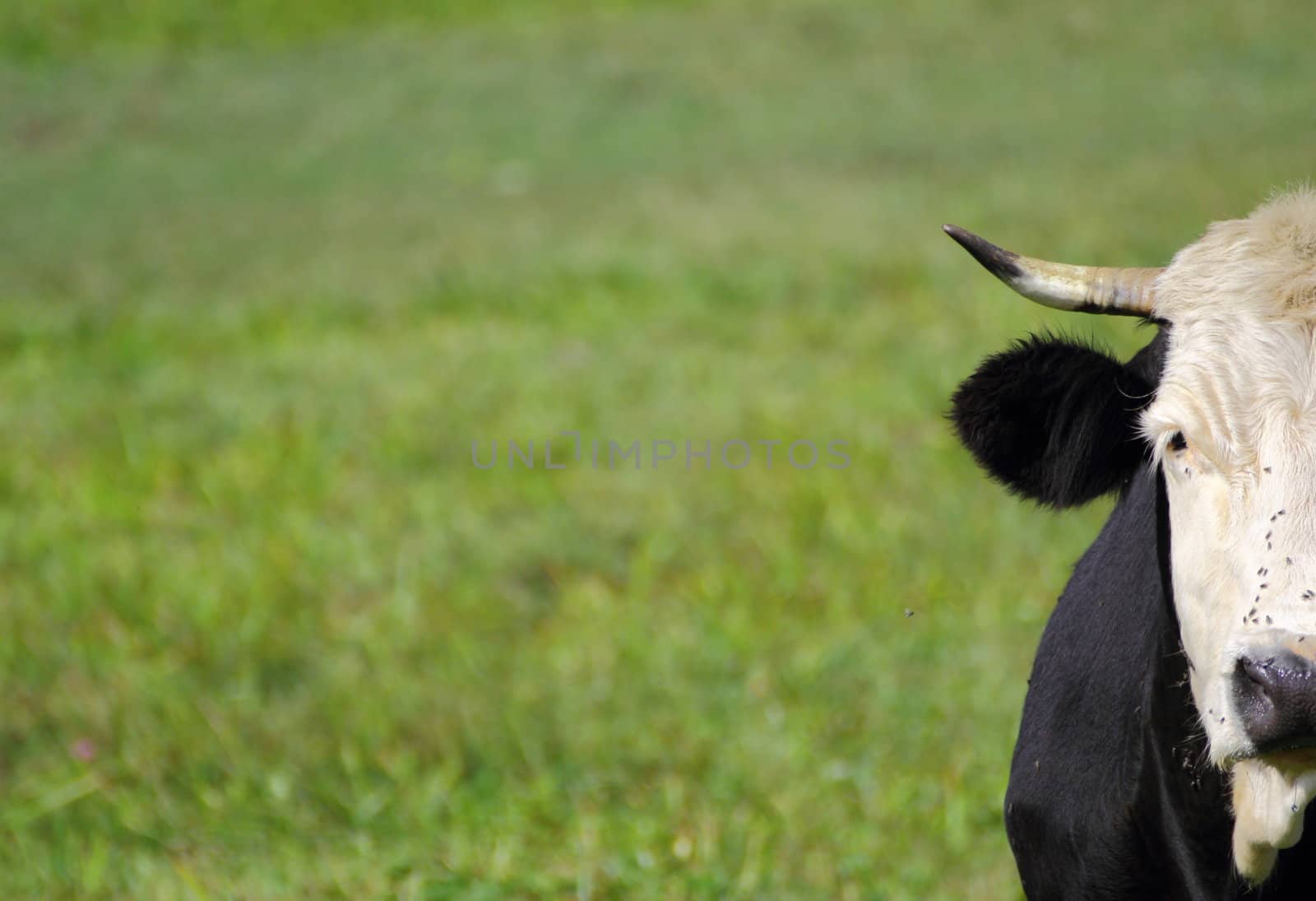 holstein portrait over green grass bokeh background