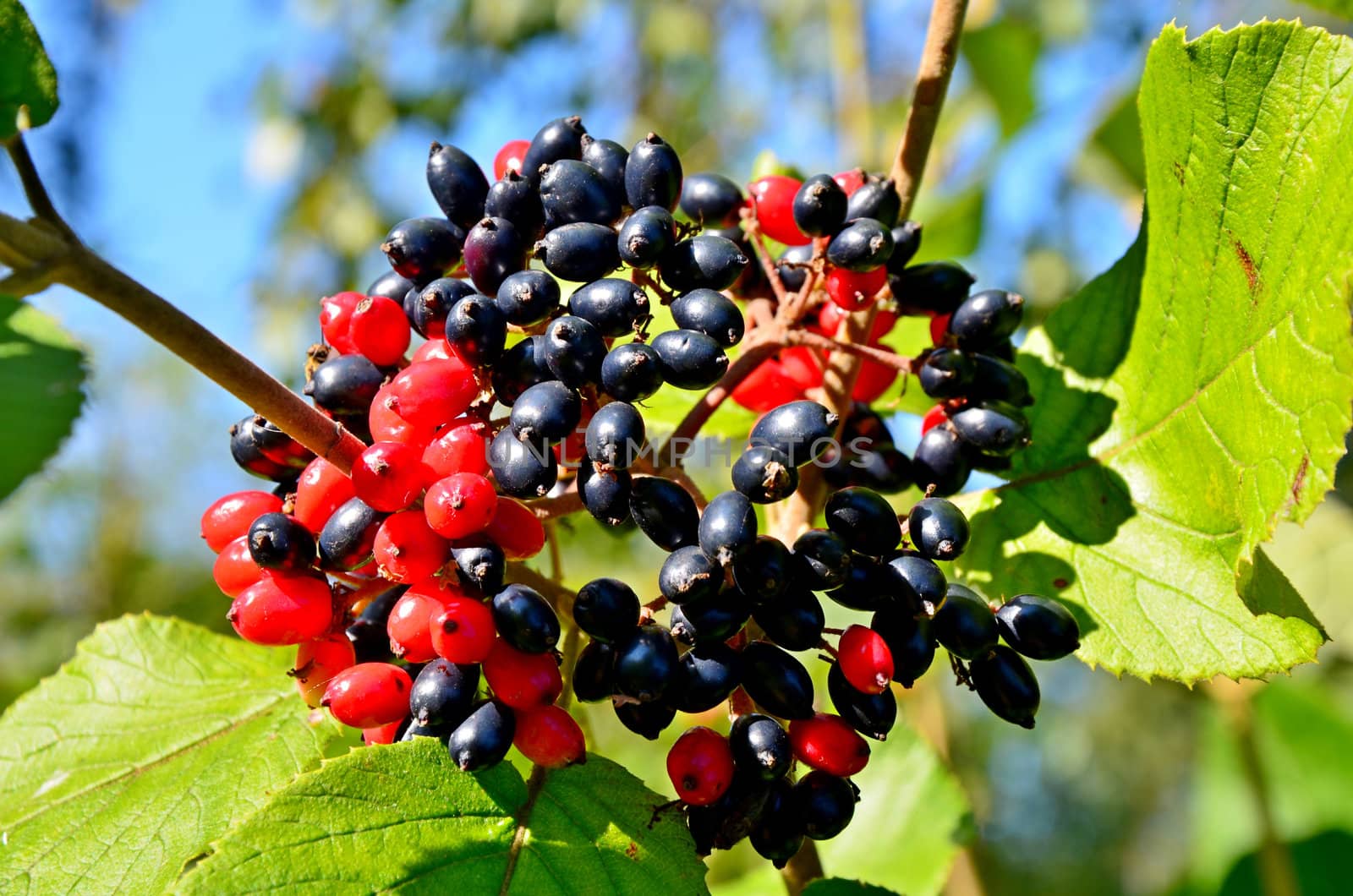 Wood berries by Netti