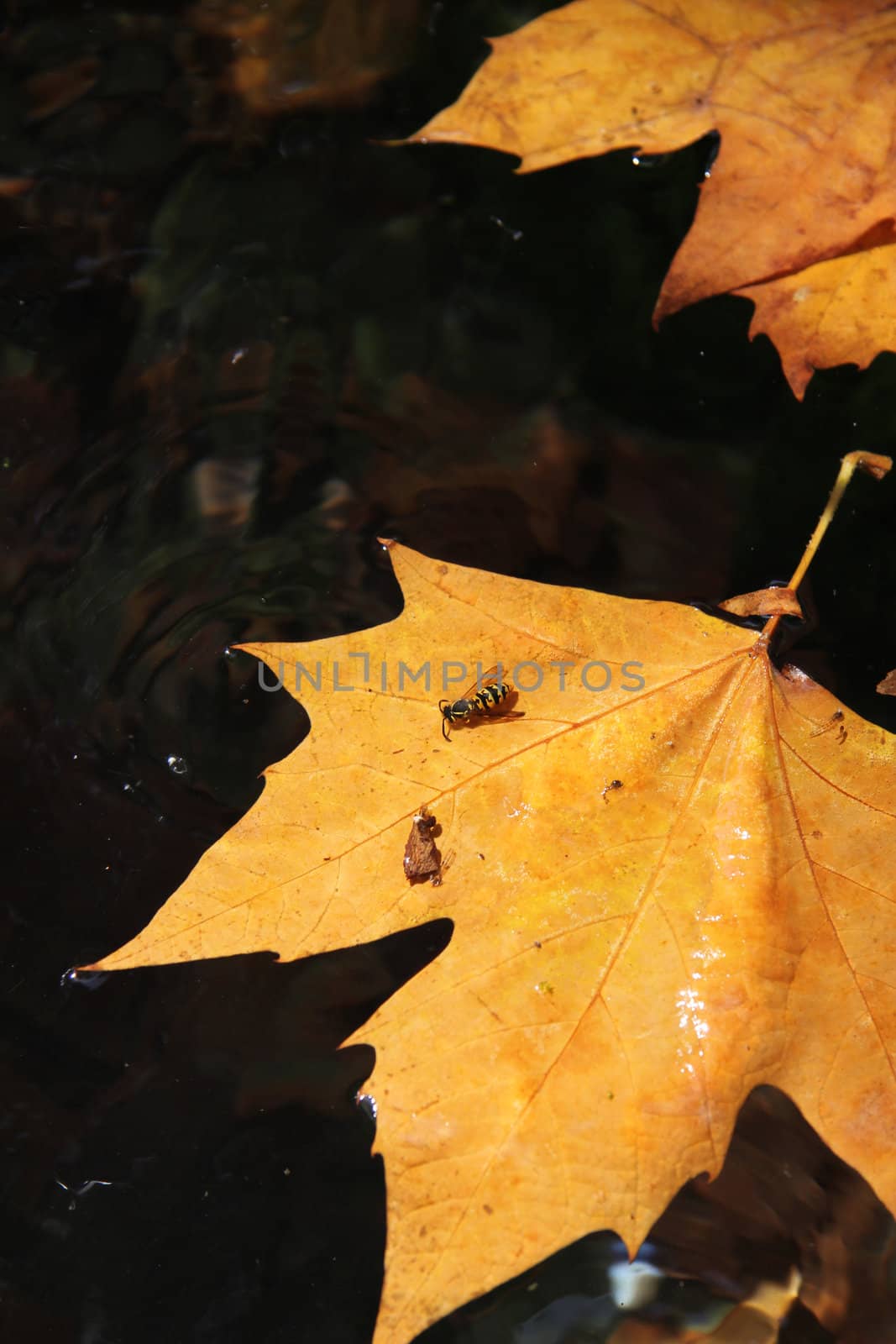 Floating autumn leaves in a fountain