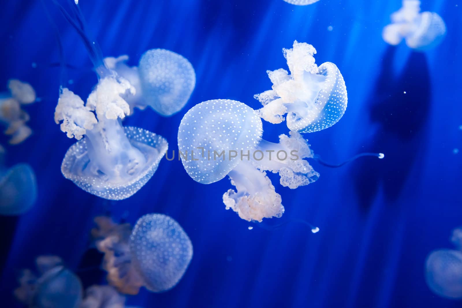 Jellyfish in an aquarium with blue water - Genoa, Italy