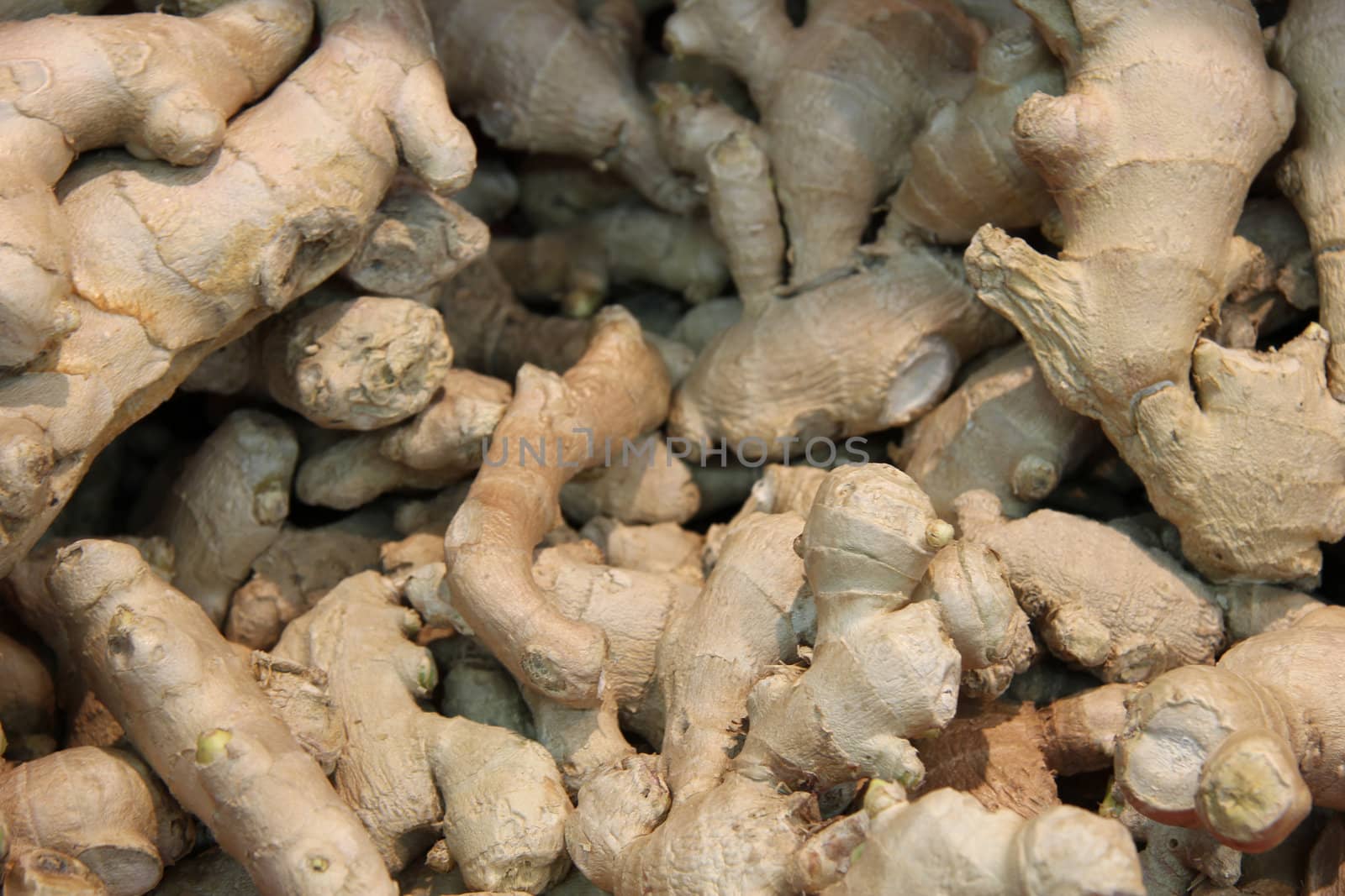 Fresh ginger at a French market