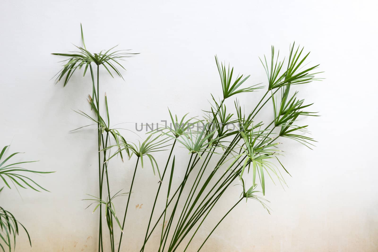 Palm tree with background of old white wall.