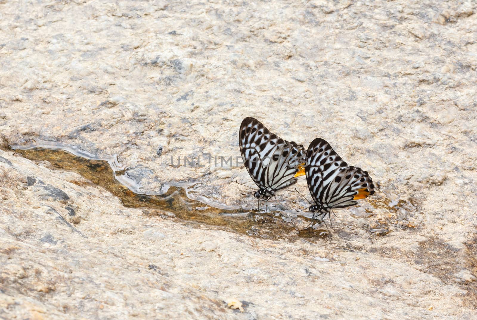 Two Butterflies feed water near waterfall.