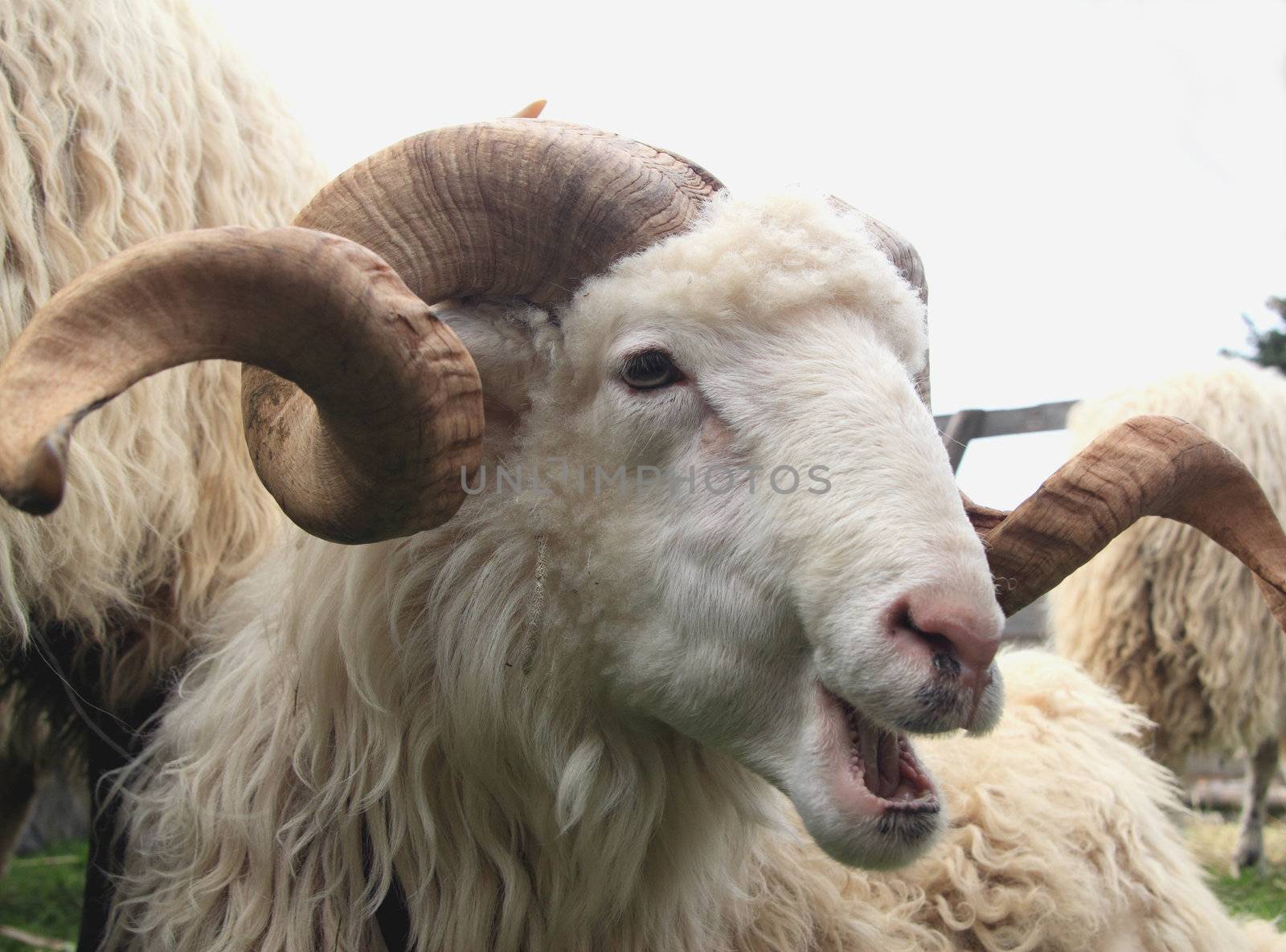 sheep ram by derausdo
