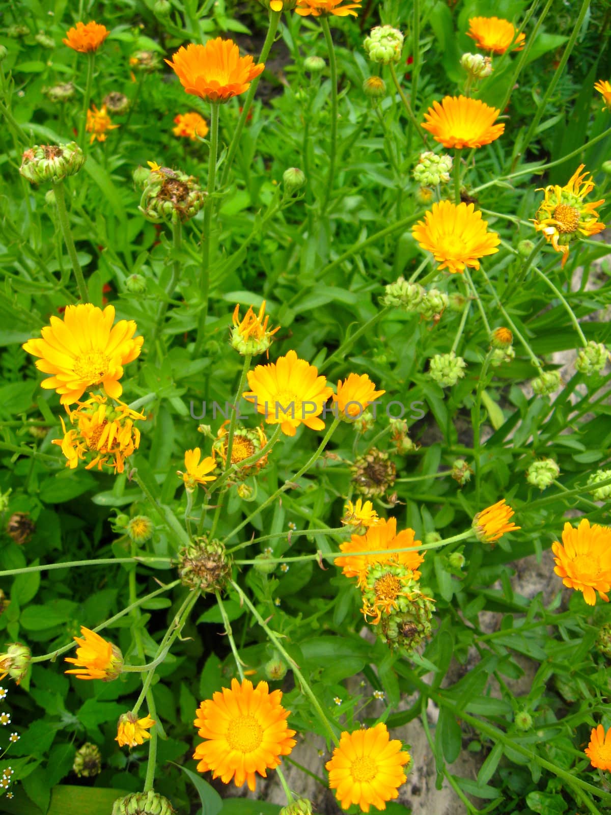 beautiful flowers of calendula growing on the bed