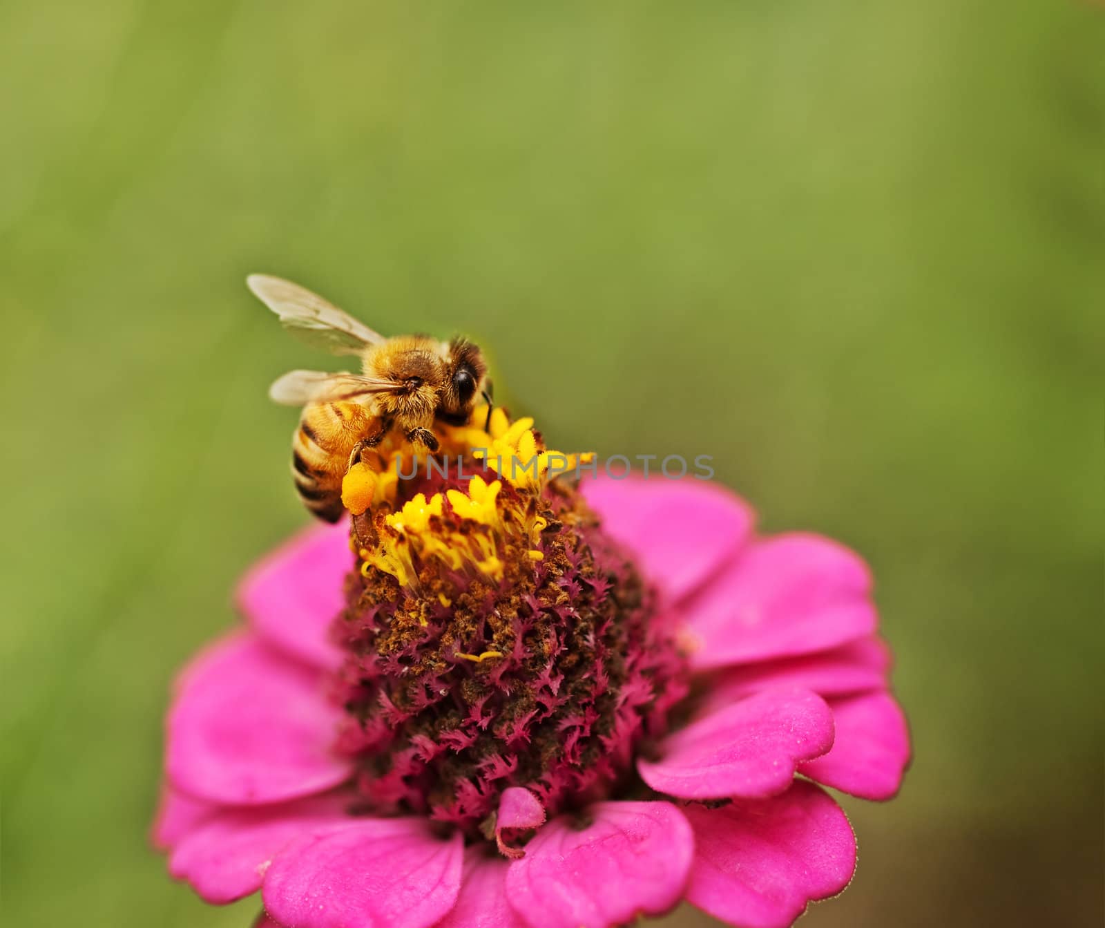 Autumn wild honey bee with pollen pollinating pink Zinnia flower