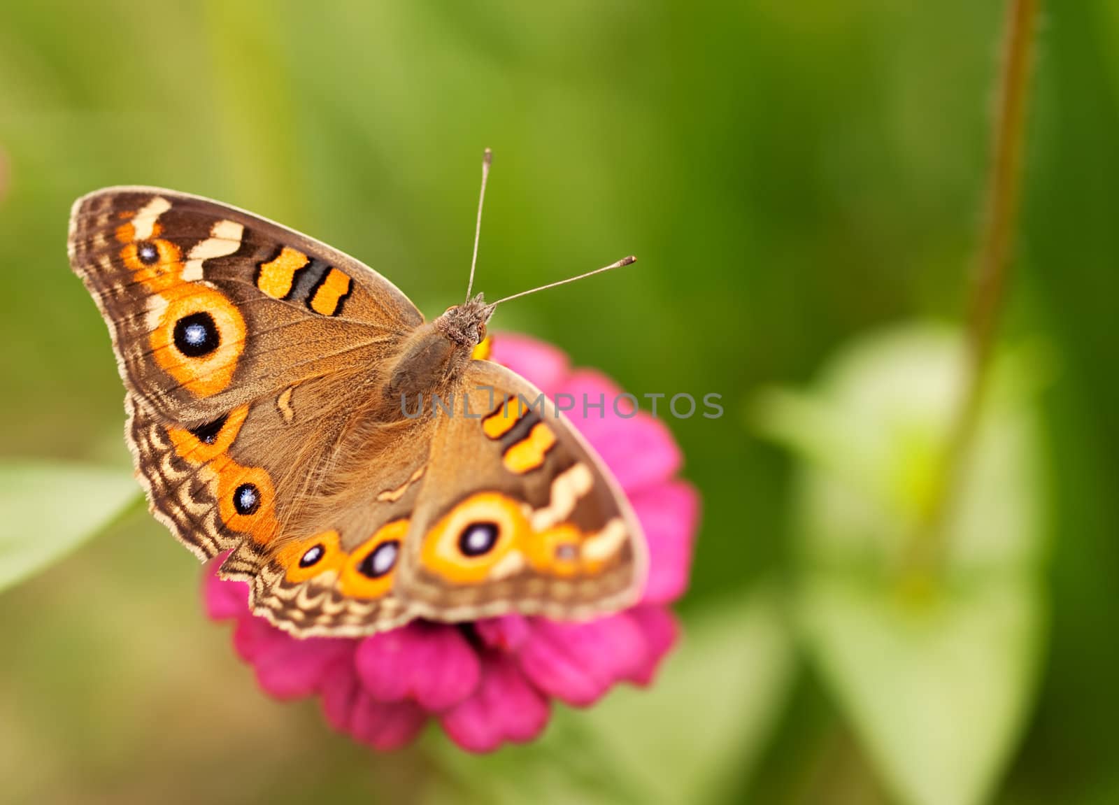 Live insect Australian butterfly Meadow argus Junonia villida brown nymphalidae