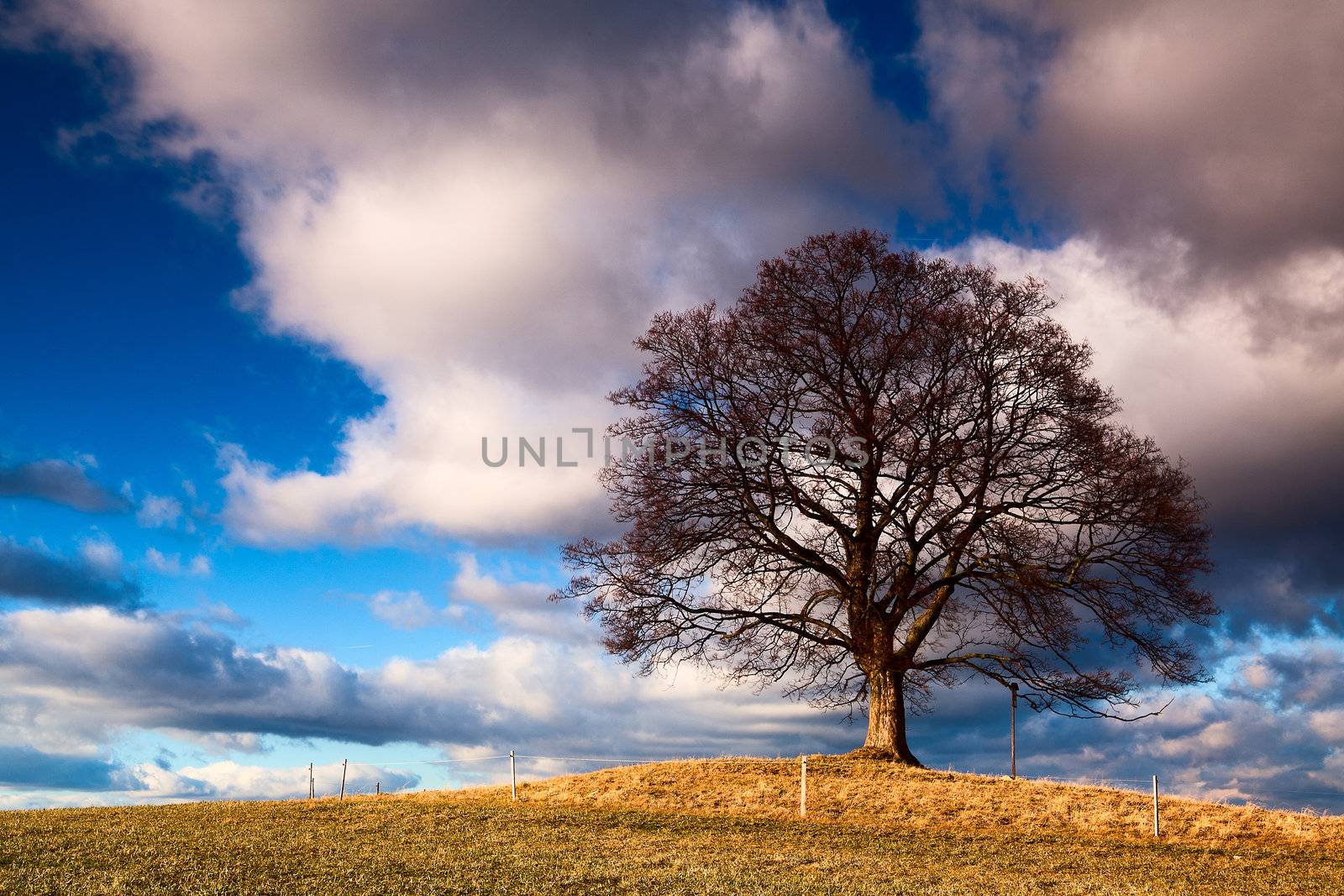 Memorable tree on the autumn meadow in the daytime