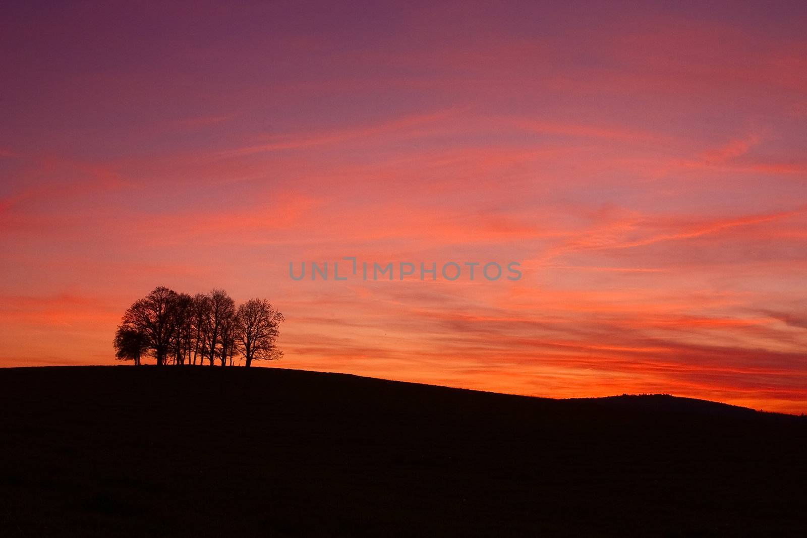 Lonely trees on the hill