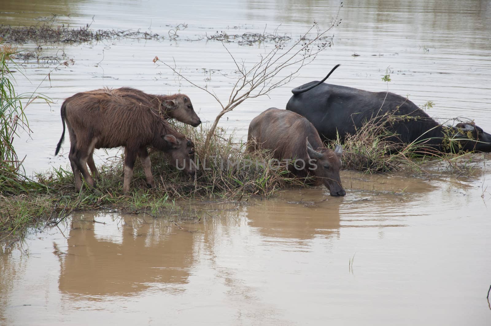 buffalos eat grass in swamp