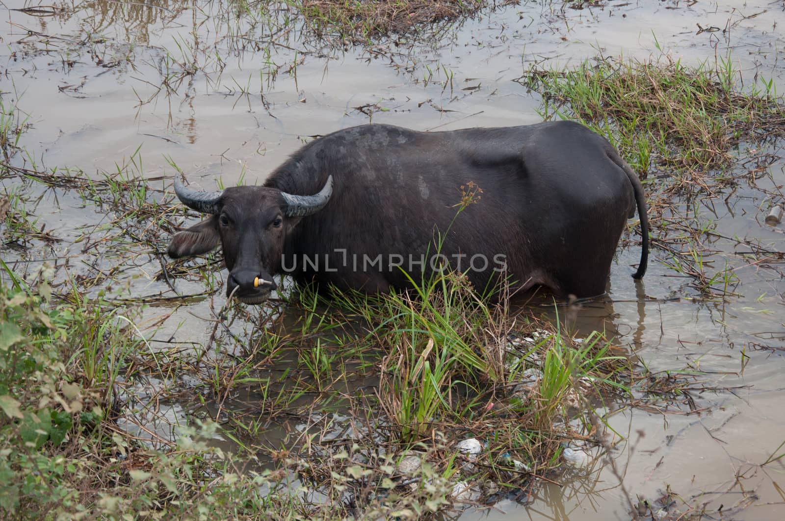 buffalo eats grass in swamp