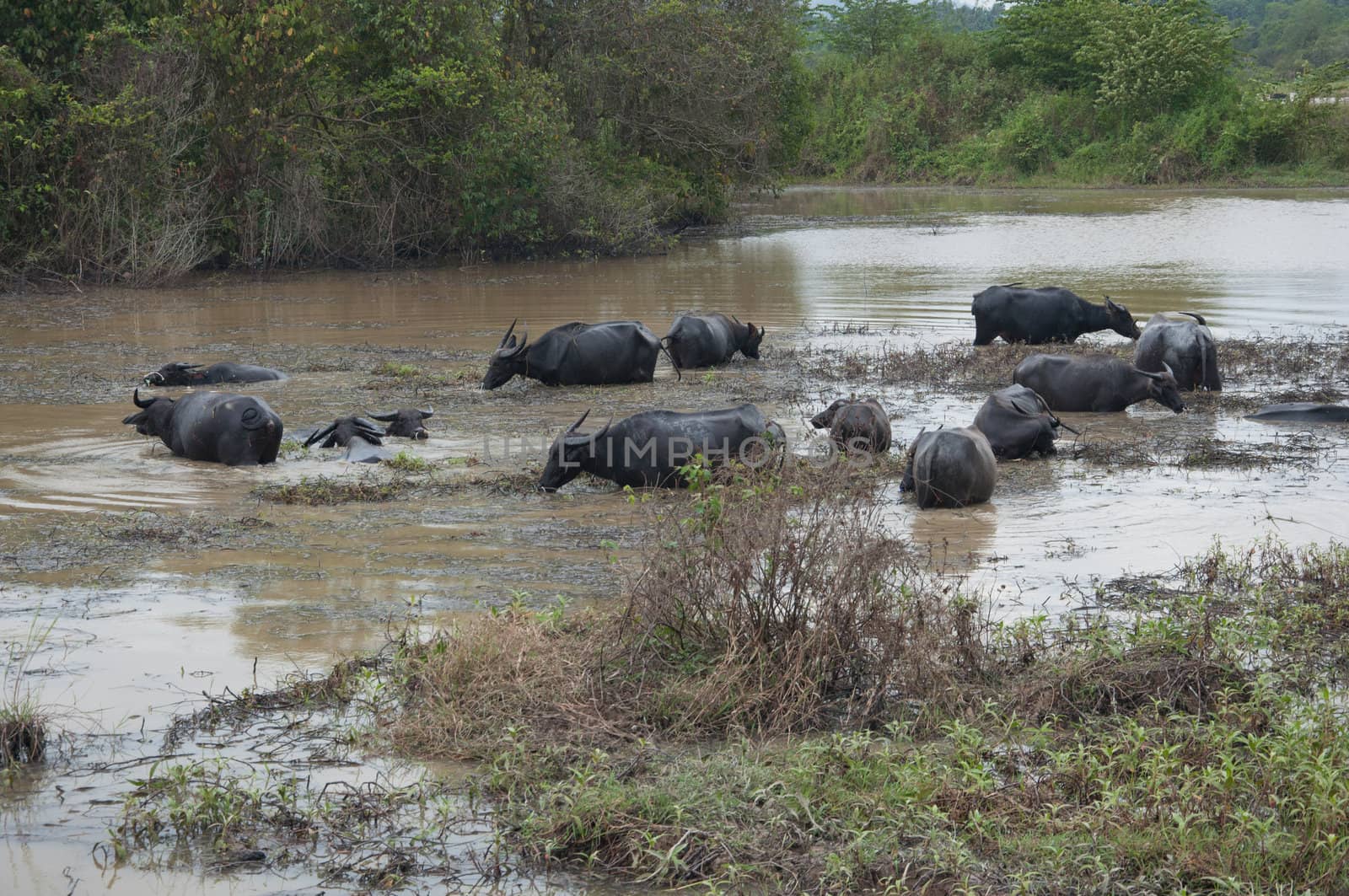 buffalos eat grass in swamp