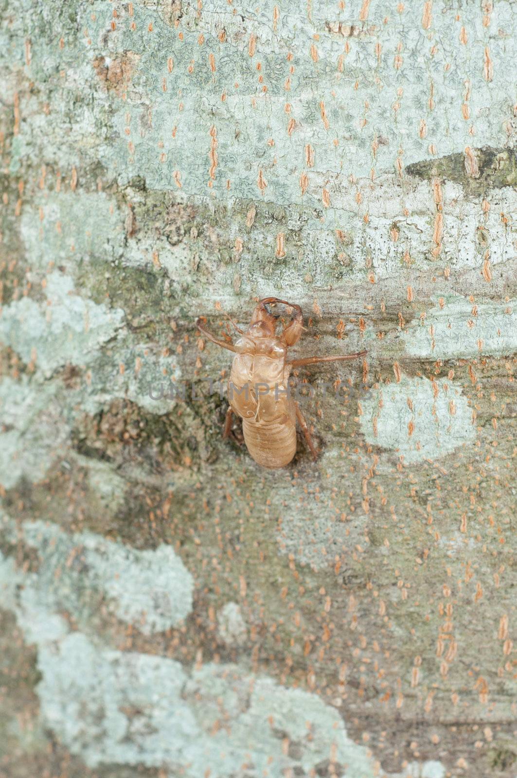 cicada's slough on tree