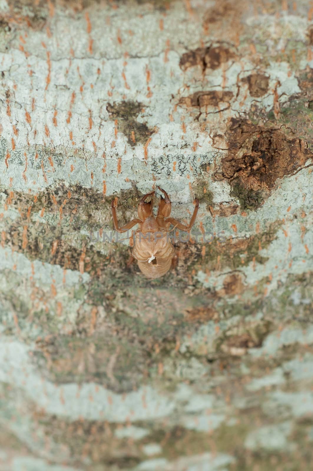 cicada's slough on tree by ngarare