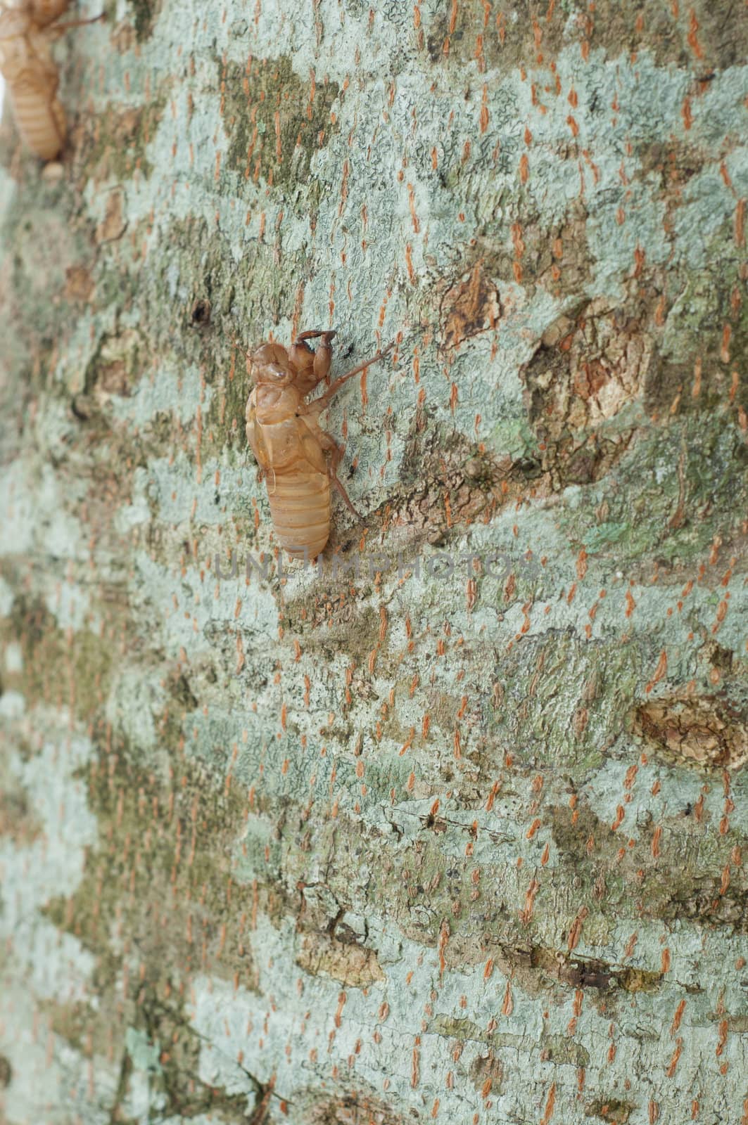 cicada's slough on tree by ngarare