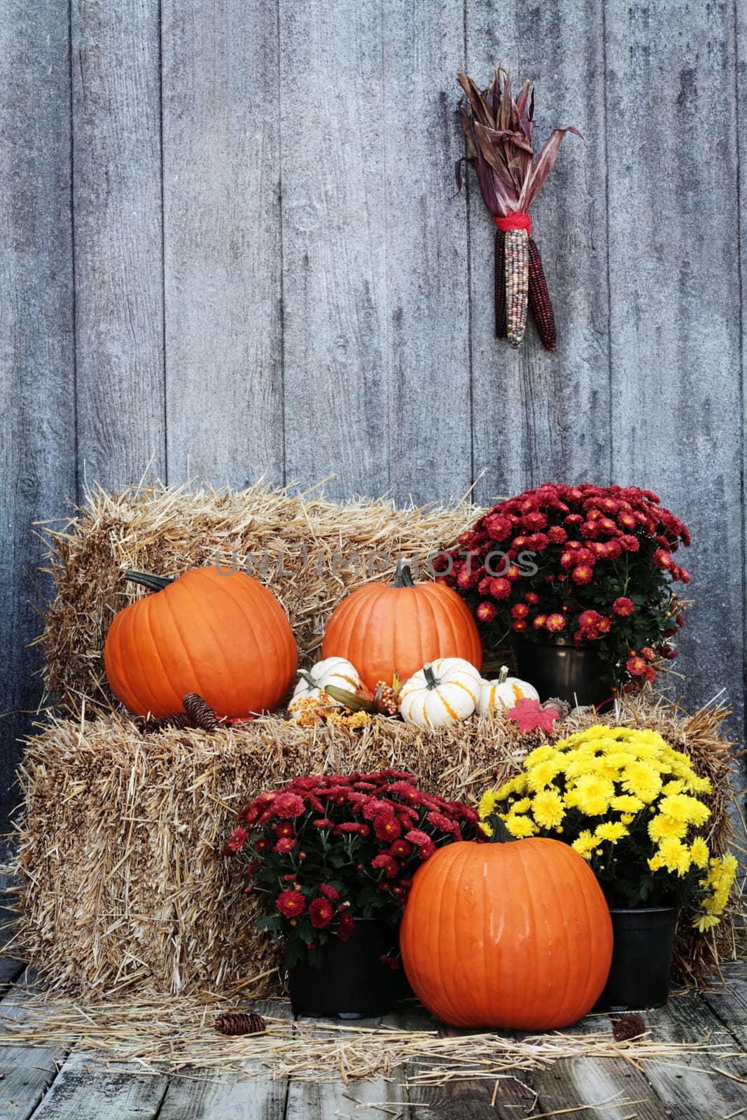 Pumpkins and Chrysanthemums on a bale of straw against a rustic background.