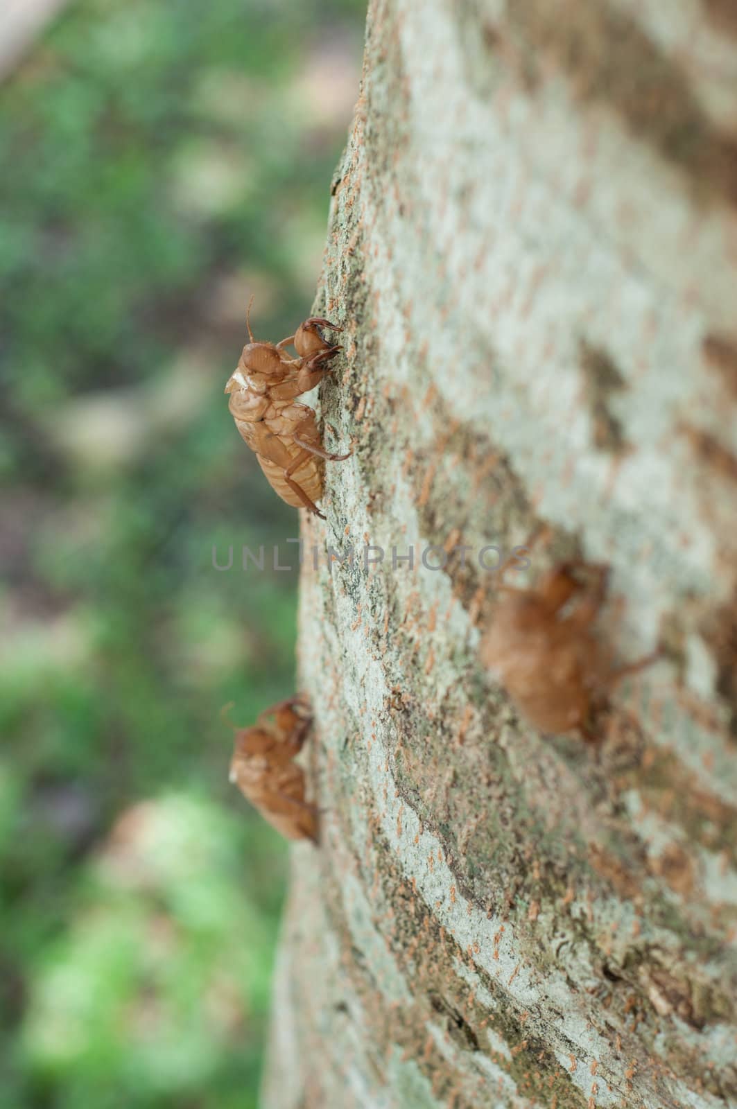 cicada's slough on tree by ngarare