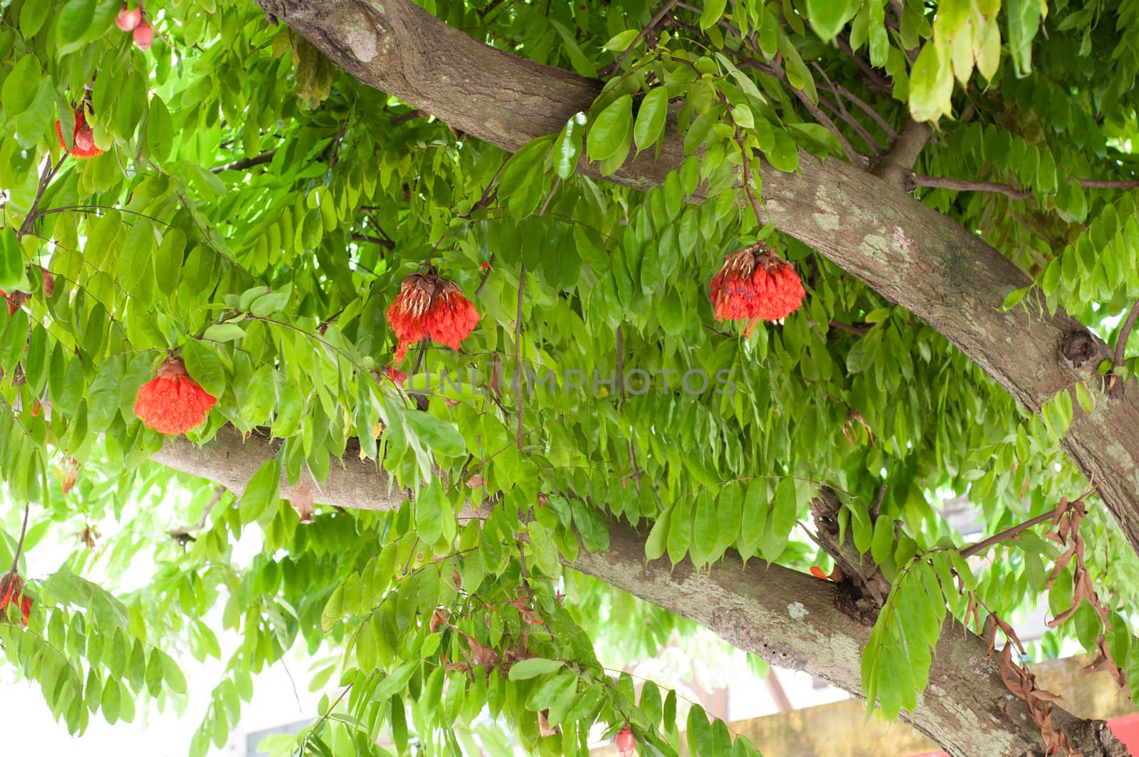 red flower on tree