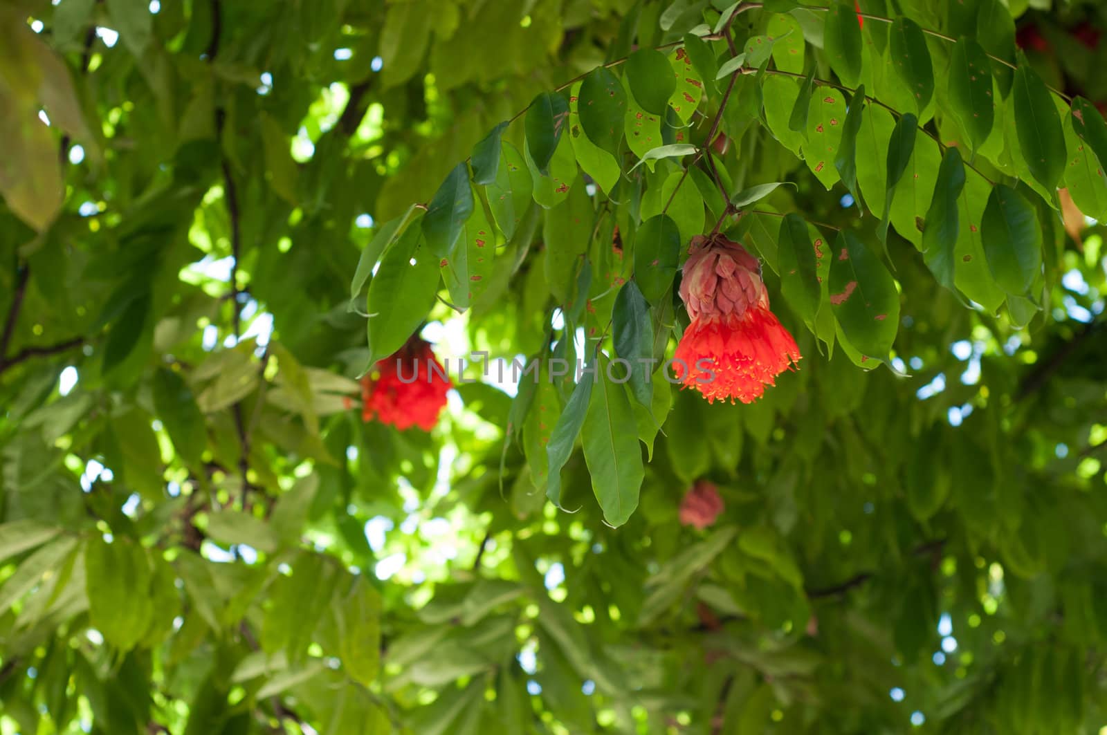 red flower on tree