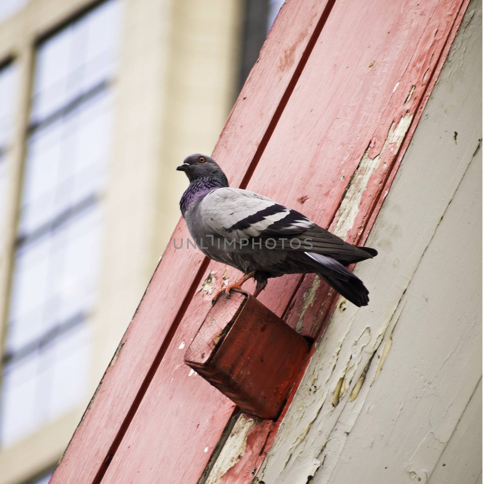 Grey city pigeon on thai roof structure