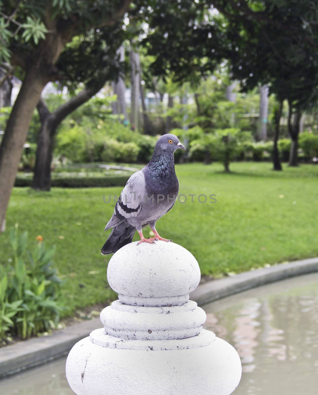 Grey city pigeon in park with nature