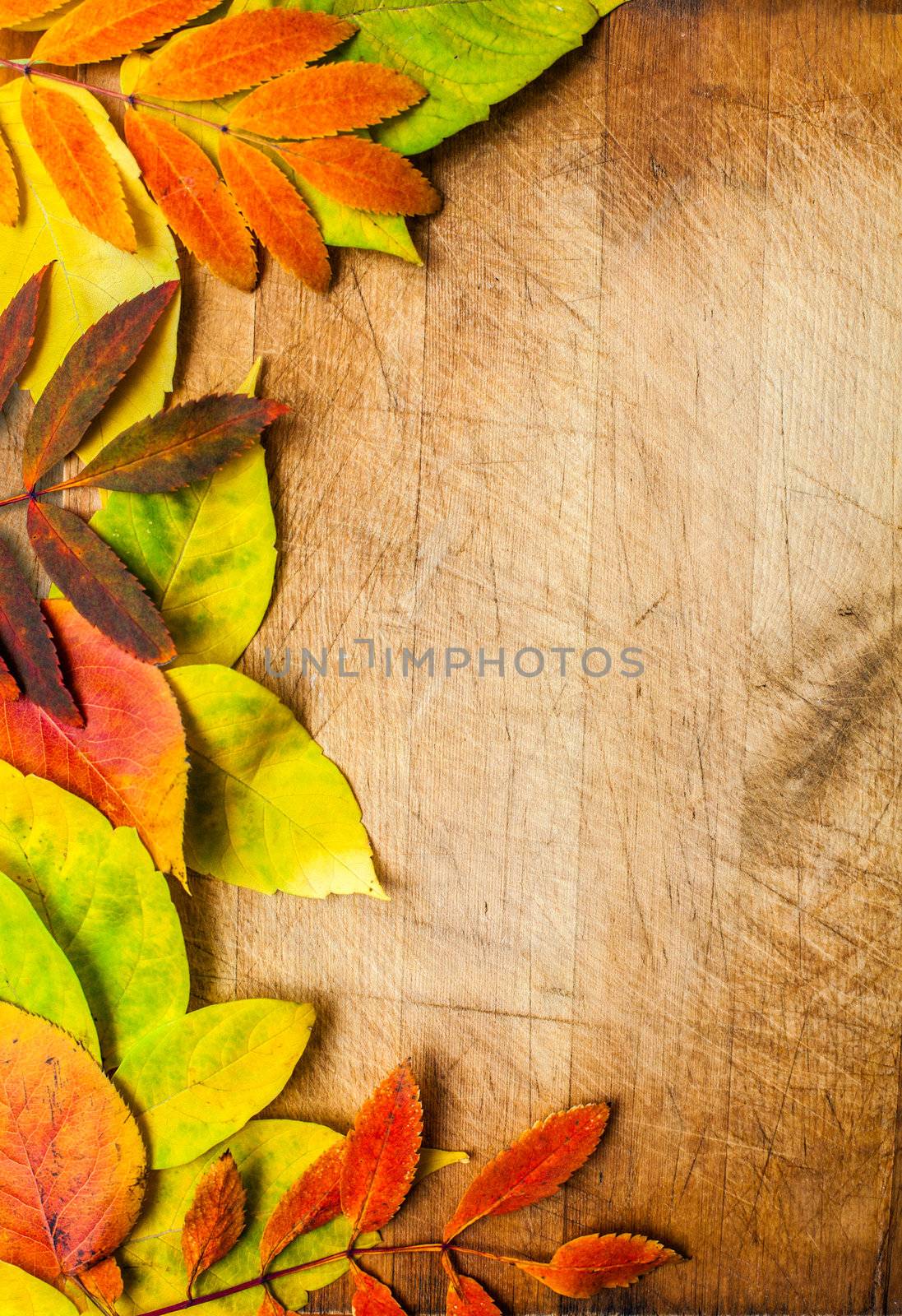 autumn leaves by anelina