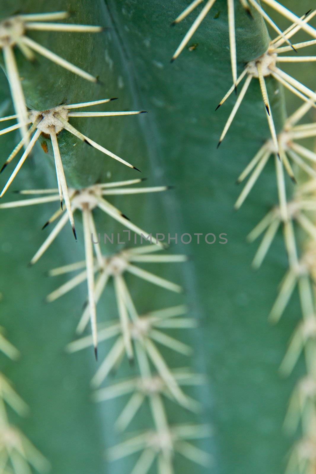 close up of cactus by ponsulak