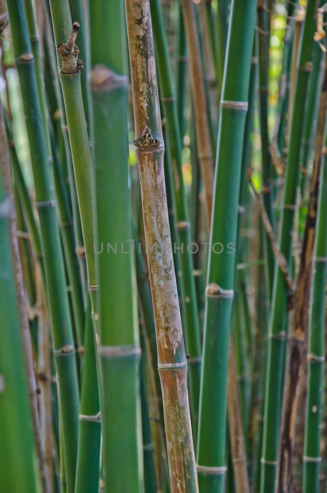 bamboo