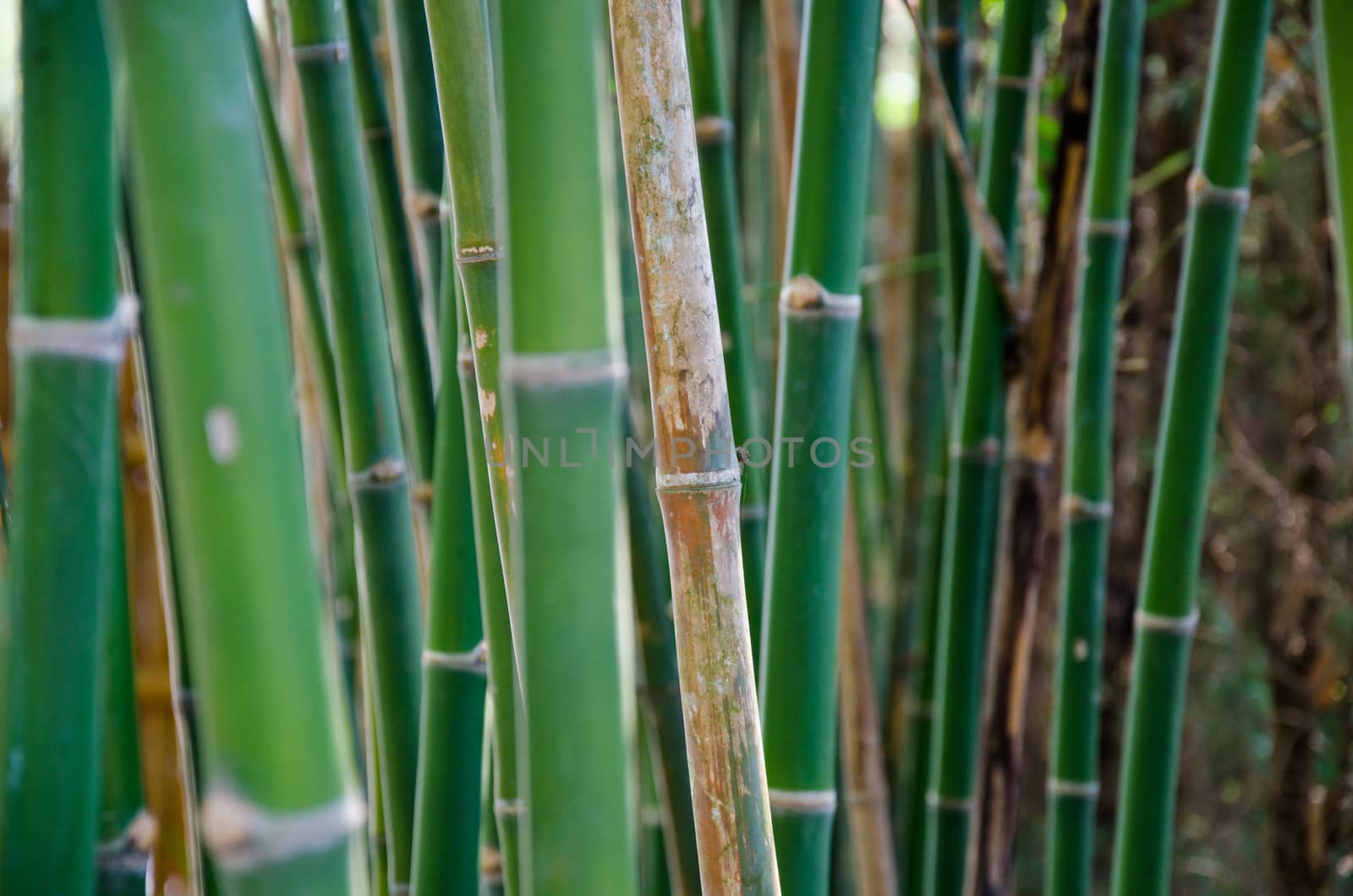 bamboo