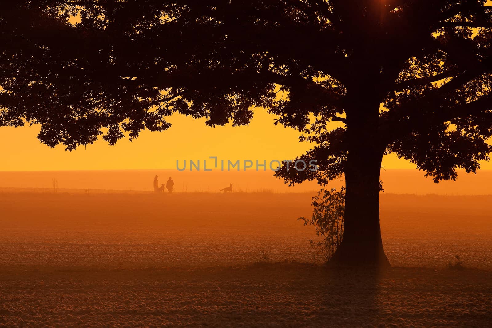 Lonely tree on the field in the mist at sunrise