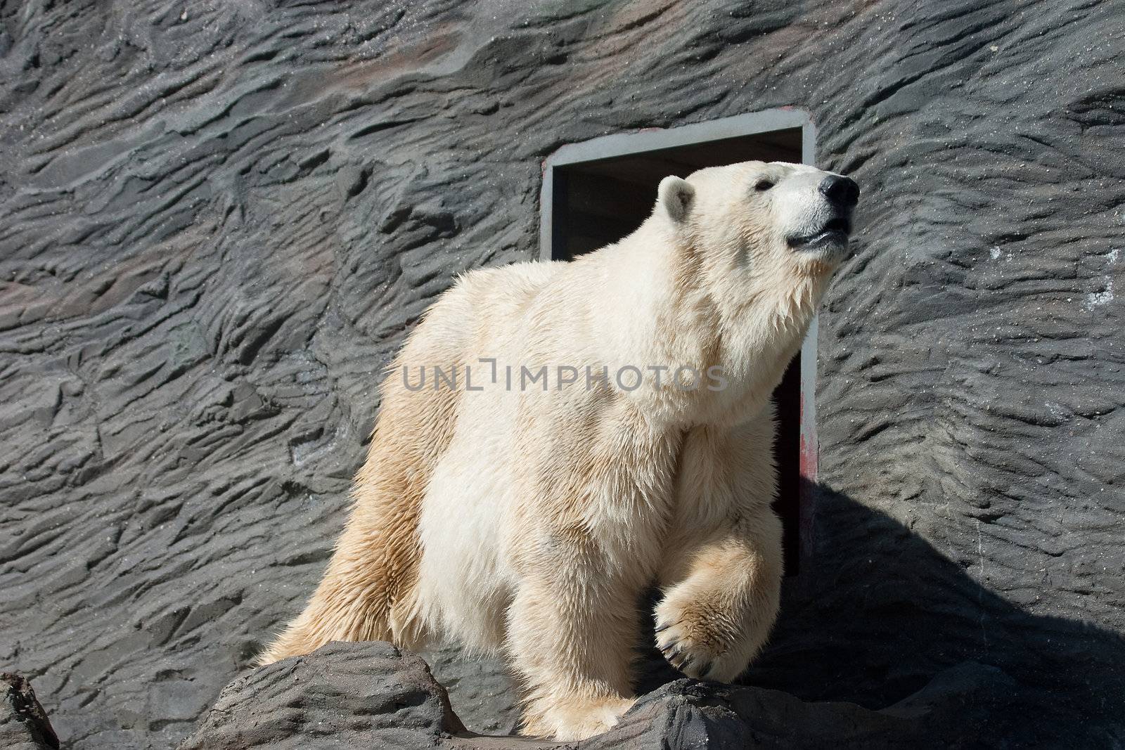 Old Polar Bear In Zoo