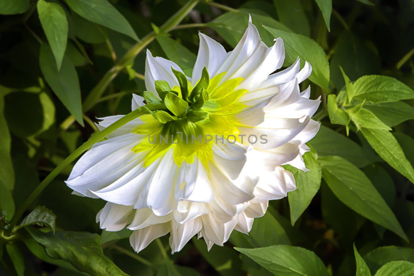 A White Dahlia Resting in Late Afternoon Sun