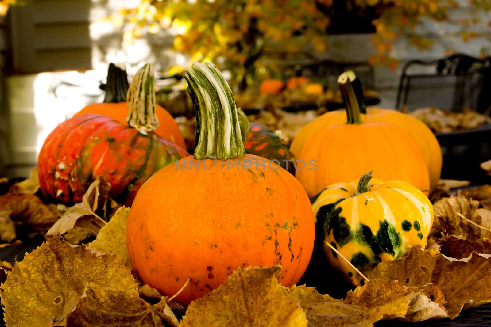 A Table Top of Multi-Colored Pumpkins and Squash