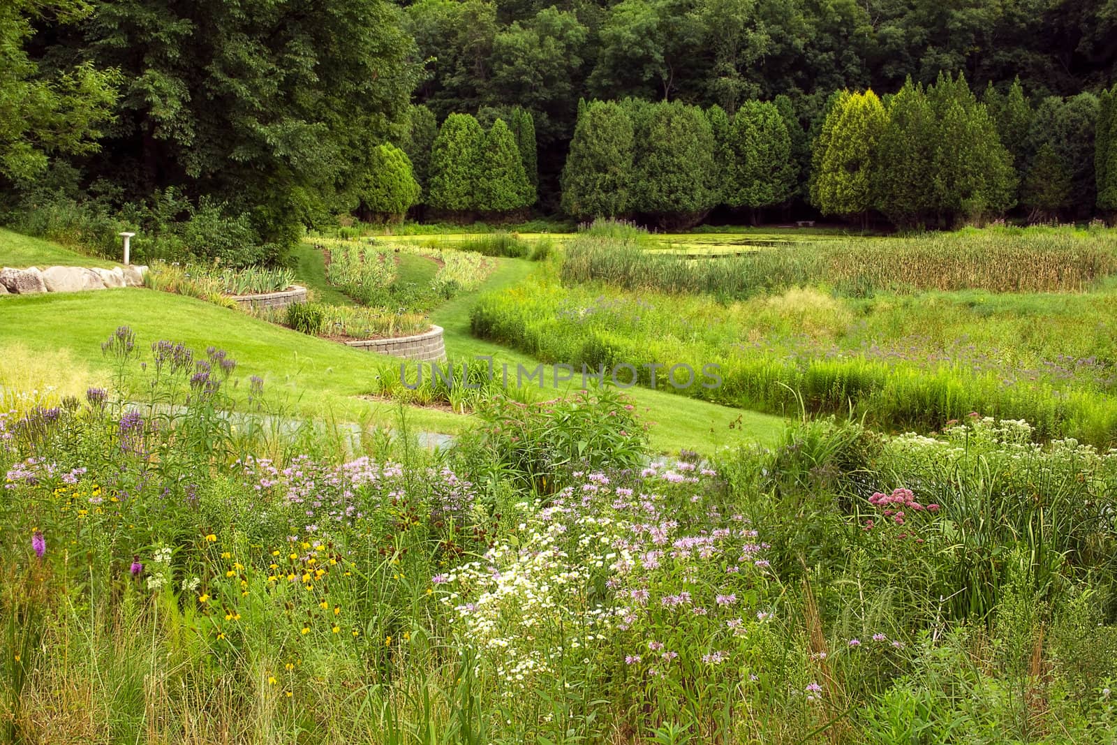 A Verdant Summer Garden with Wildflowers and Water