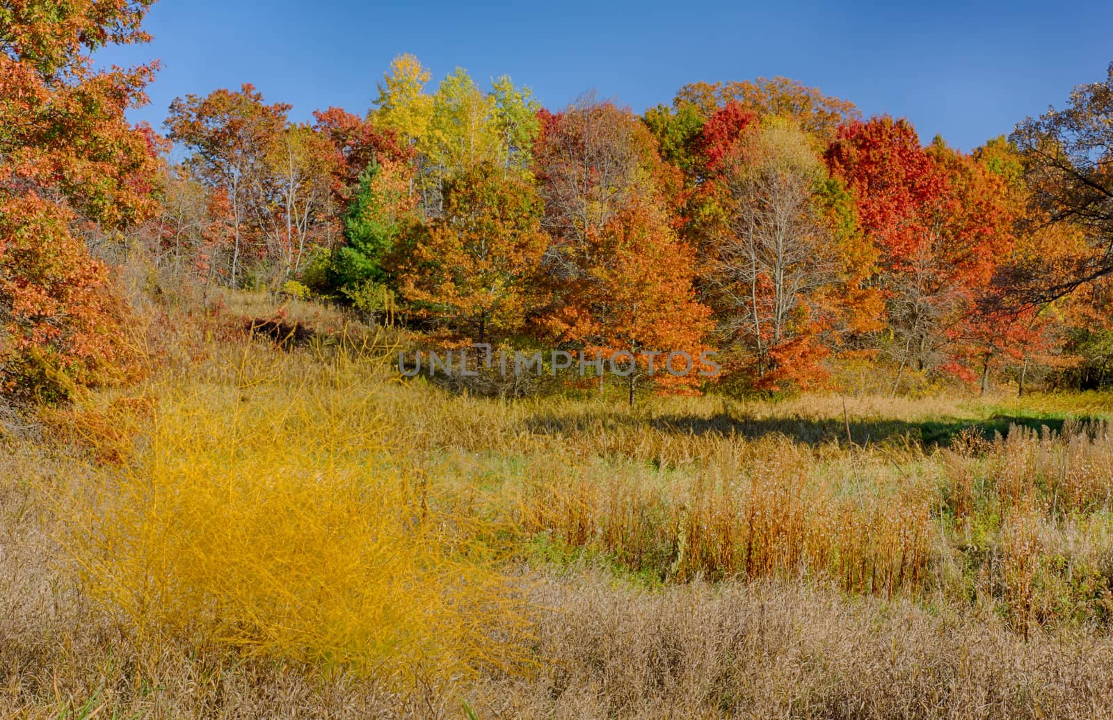 Autumn in Fall Color at the Marsh