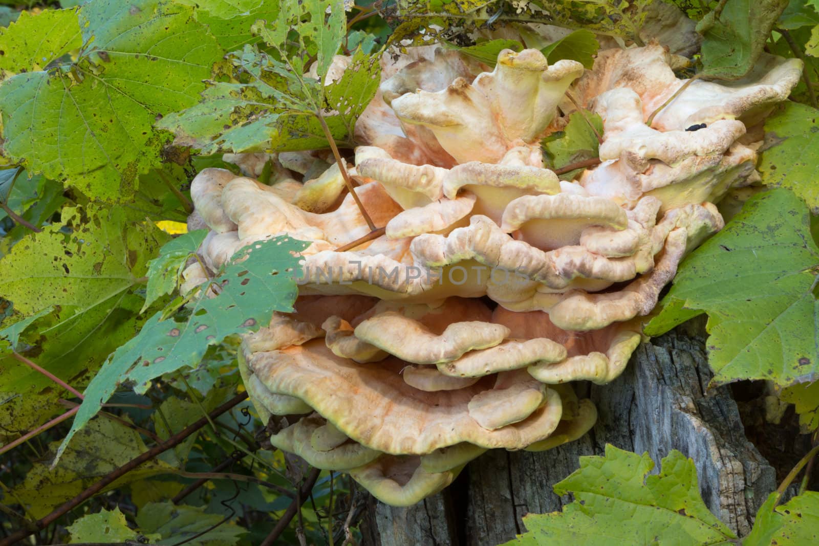 Mushrooms Grow On Sides of Tree Stump