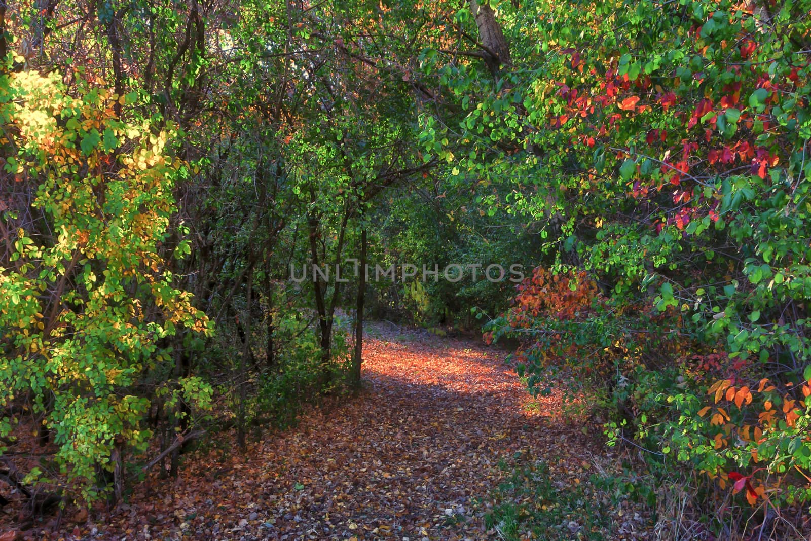 Enchanted Autumn Path by wolterk