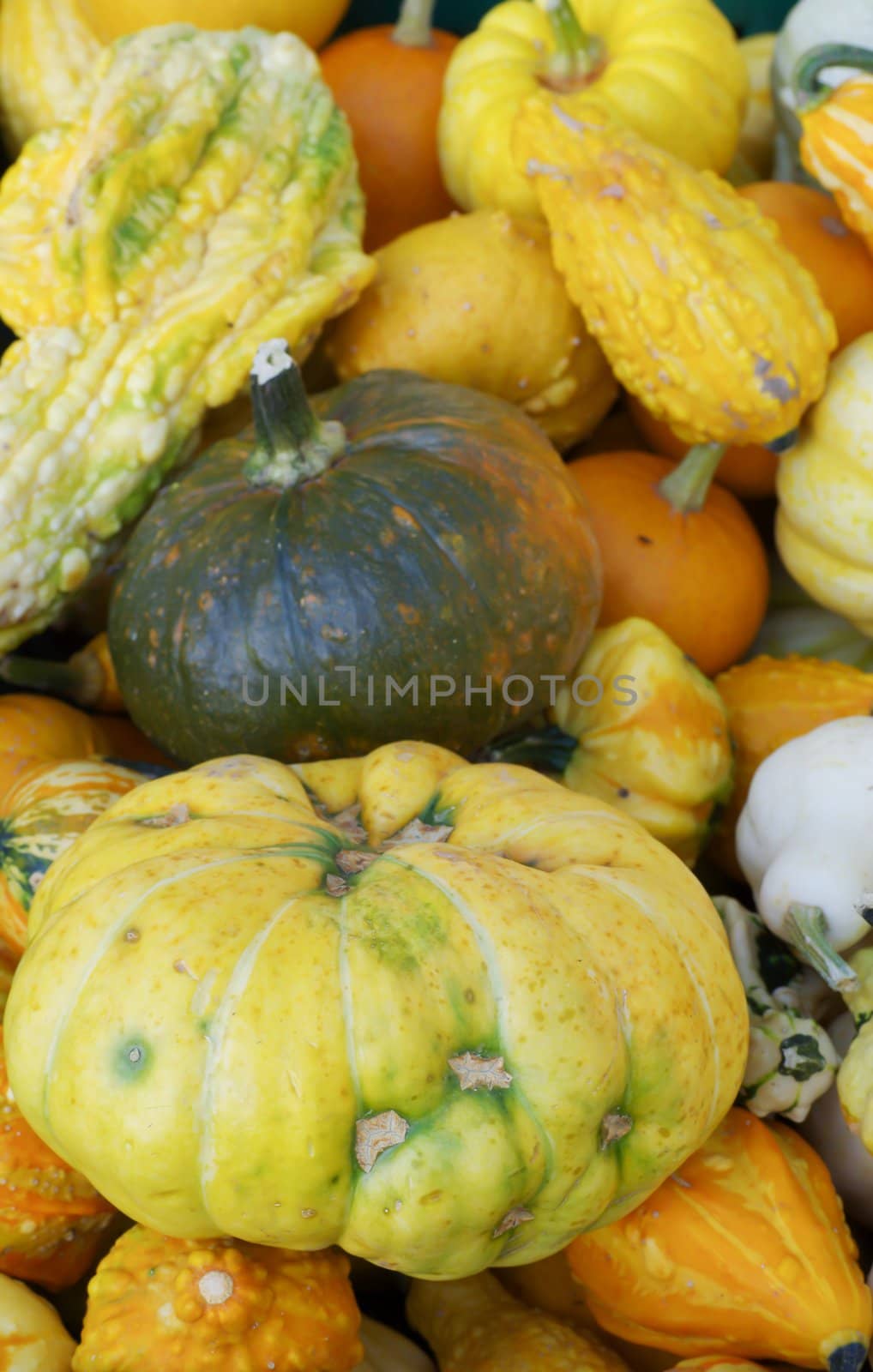 ornamental pumpkin by FotoFrank