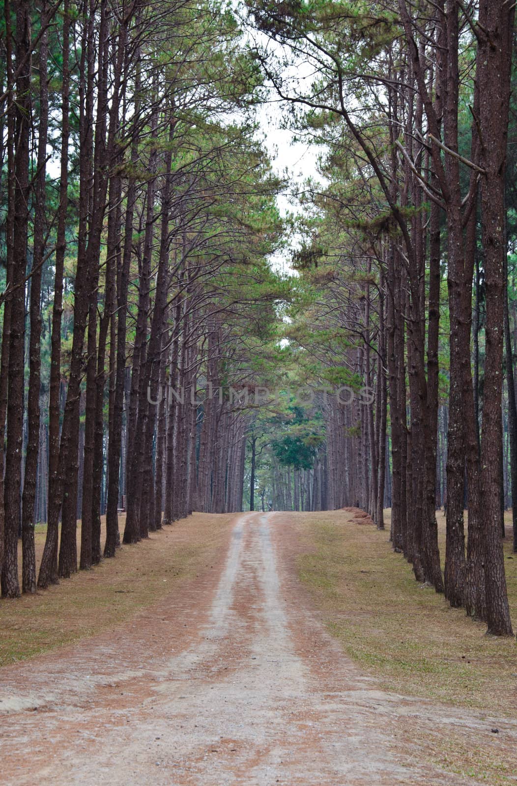 road to pine forest