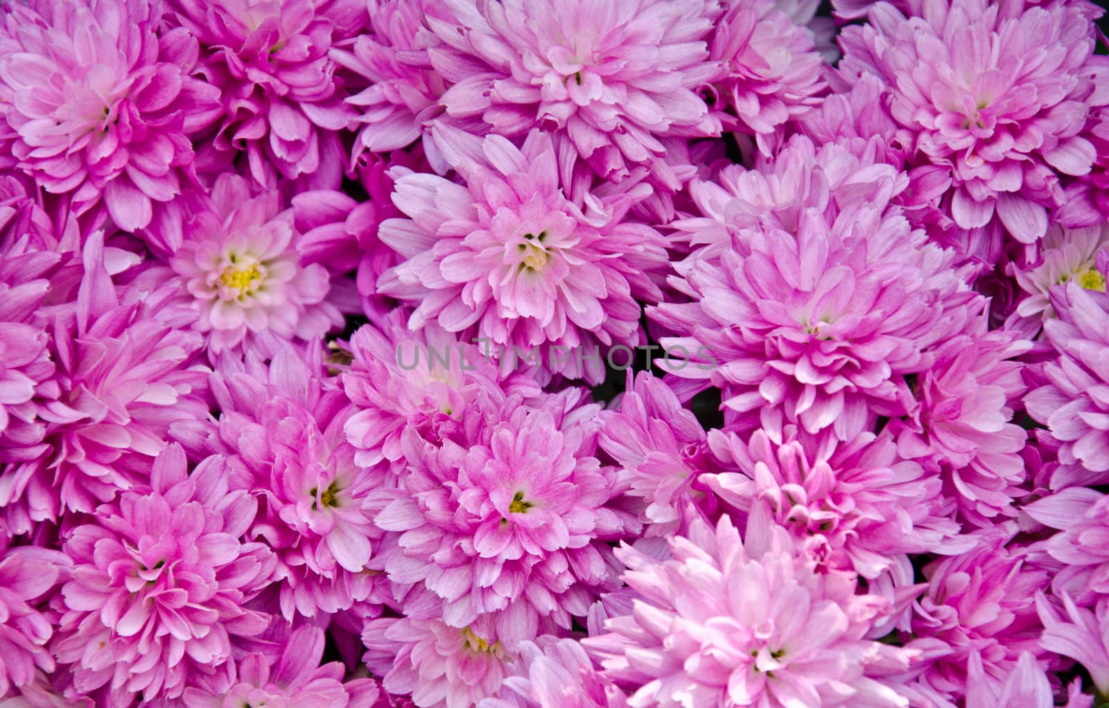 pink flowers background by stockjiggo