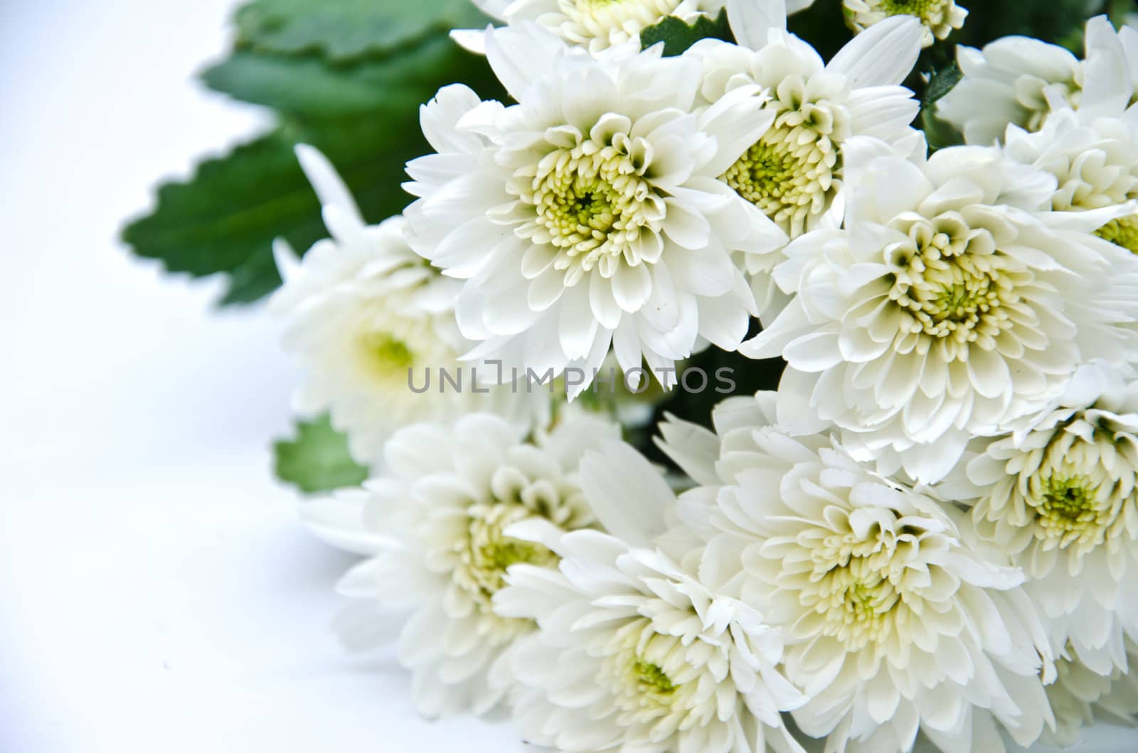white flower