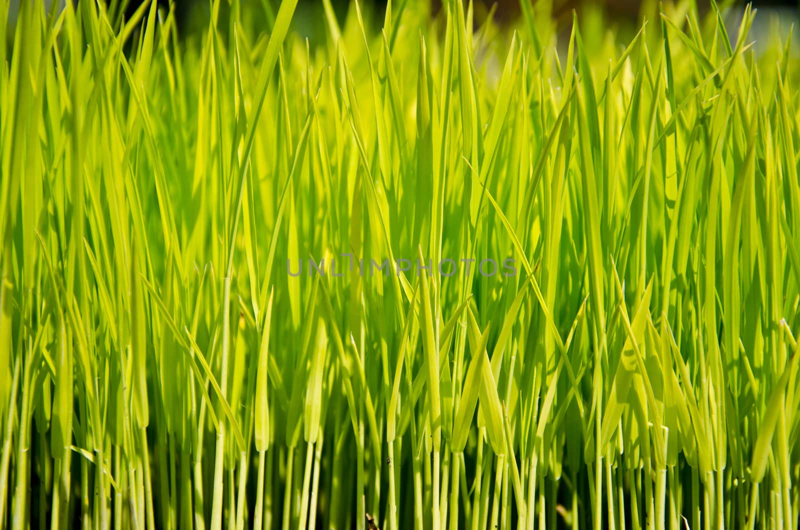 youg rice in farm