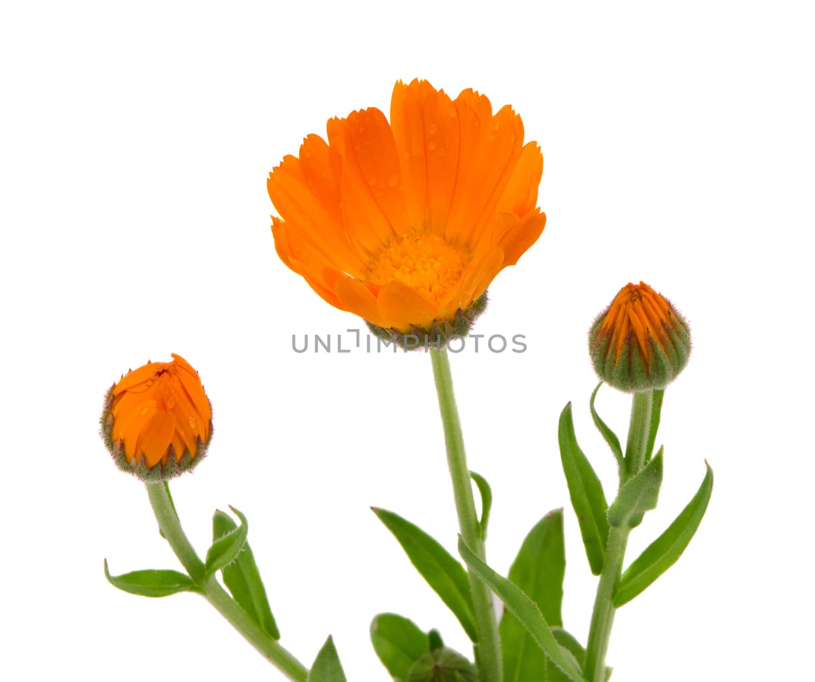 Herb marigold calendula officinalis orange bloom used in folk medicine isolated on white background.
